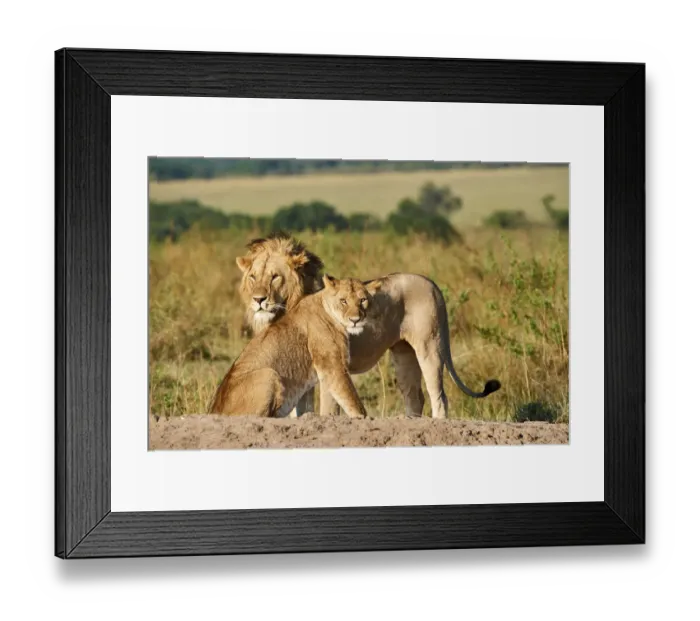Framed Print : African lion (Panthera leo) and lioness after mating, Masai Mara National Reserve, Kenya Framed Print : African lion (Panthera leo) and lioness after mating, Masai Mara National Reserve, Kenya