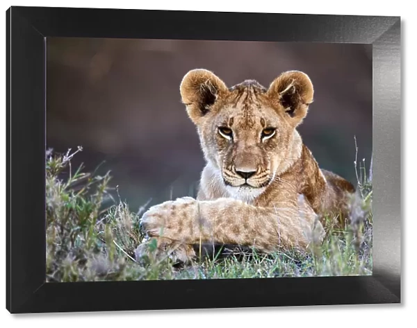 Lion (Panthera leo) cub portrait, Masai Mara National Reserve, Kenya