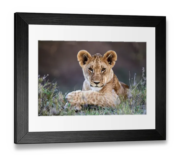 Framed Print : Lion (Panthera leo) cub portrait, Masai Mara National Reserve, Kenya Framed Print : Lion (Panthera leo) cub portrait, Masai Mara National Reserve, Kenya