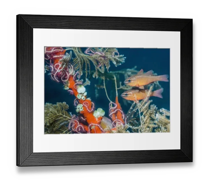 Framed Print : Moluccan cardinalfish (Ostorhinchus moluccensis) next to hydroids Framed Print : Moluccan cardinalfish (Ostorhinchus moluccensis) next to hydroids