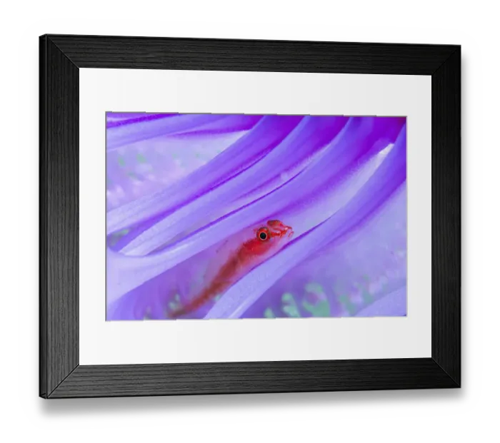 Framed Print : Translucent coral goby (Bryaninops erythrops) in Seapen (Virgularia gustaviana) Framed Print : Translucent coral goby (Bryaninops erythrops) in Seapen (Virgularia gustaviana)