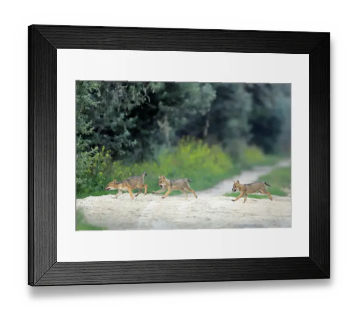 Framed Print : Three juvenile Golden jackal (Canis aureus) pups running across a path, Danube Delta Framed Print : Three juvenile Golden jackal (Canis aureus) pups running across a path, Danube Delta