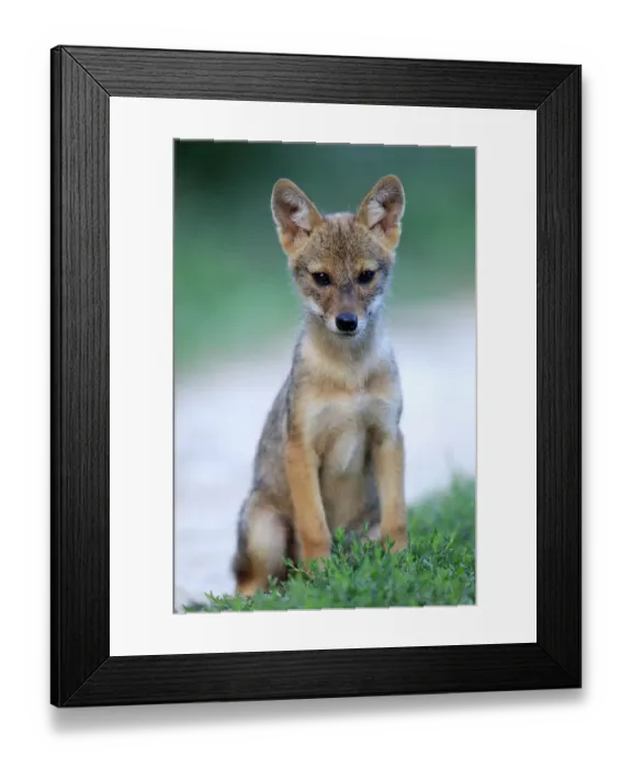 Framed Print : Golden jackal (Canis aureus) pup sitting on a grassy verge by a path, Danube Delta Framed Print : Golden jackal (Canis aureus) pup sitting on a grassy verge by a path, Danube Delta
