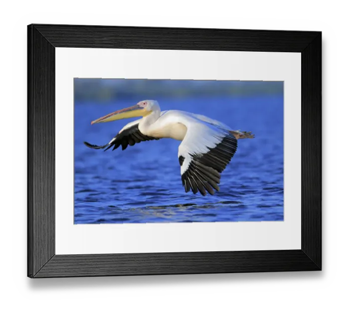 Framed Print : Great white pelican (Pelecanus onocrotalus) flying over water, Danube Delta, Romania Framed Print : Great white pelican (Pelecanus onocrotalus) flying over water, Danube Delta, Romania