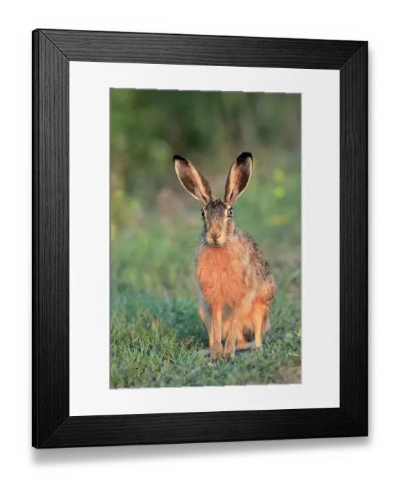 Framed Print : European hare (Lepus europaeus), Danube Delta, Romania. July Framed Print : European hare (Lepus europaeus), Danube Delta, Romania. July