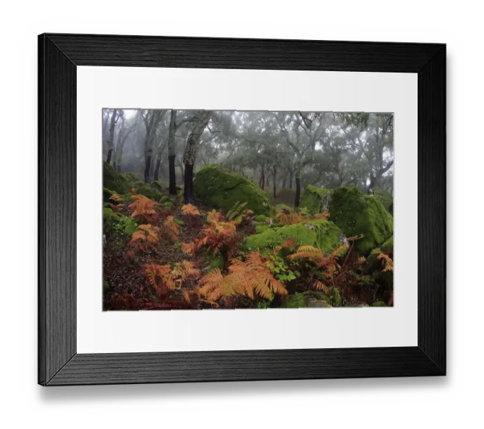 Framed Print : Ferns on the forest floor with Cork trees (Quercus suber Framed Print : Ferns on the forest floor with Cork trees (Quercus suber