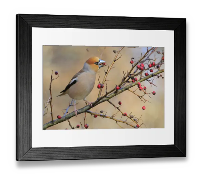 Framed Print : Hawfinch (Coccothraustes coccothraustes) feeding on berries, Sierra de Grazalema NP Framed Print : Hawfinch (Coccothraustes coccothraustes) feeding on berries, Sierra de Grazalema NP
