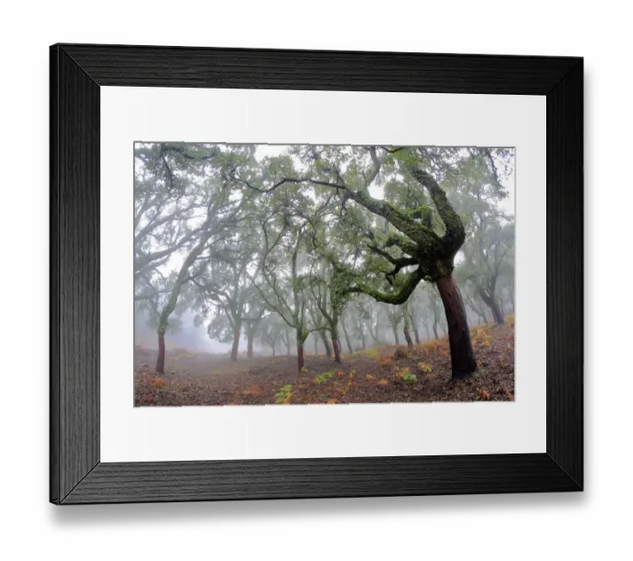 Framed Print : Cork trees (Quercus suber) stripped of bark, in forest. Los Alcornocales Natural Park Framed Print : Cork trees (Quercus suber) stripped of bark, in forest. Los Alcornocales Natural Park
