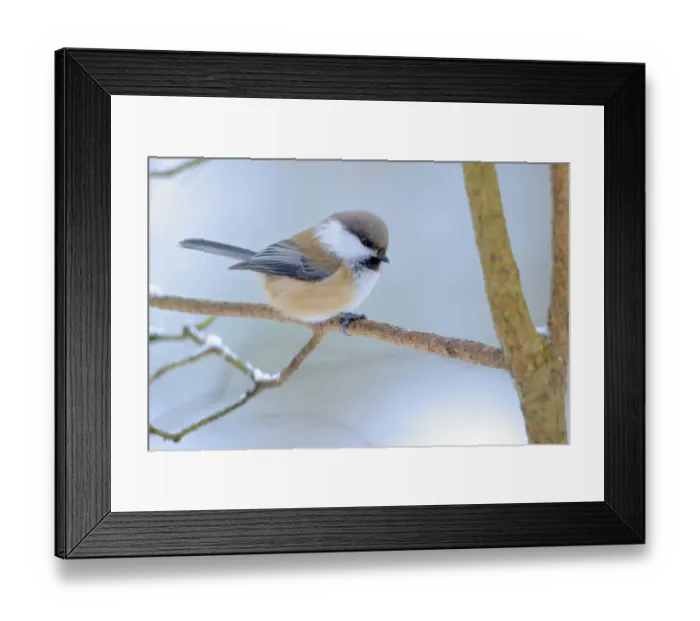 Framed Print : Siberian tit (Poecile cinctus) perched, Ivalo, Finland. March Framed Print : Siberian tit (Poecile cinctus) perched, Ivalo, Finland. March