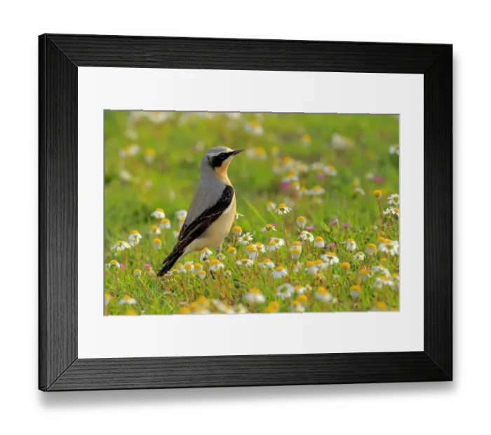 Framed Print : Northern wheatear (Oenanthe oenanthe) Arcos de la Frontera, southern Spain. April Framed Print : Northern wheatear (Oenanthe oenanthe) Arcos de la Frontera, southern Spain. April