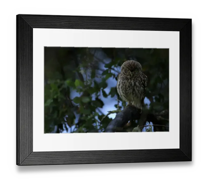 Framed Print : Little owl (Athene noctua) taking shelter from the rain, Arcos de la Frontera Framed Print : Little owl (Athene noctua) taking shelter from the rain, Arcos de la Frontera