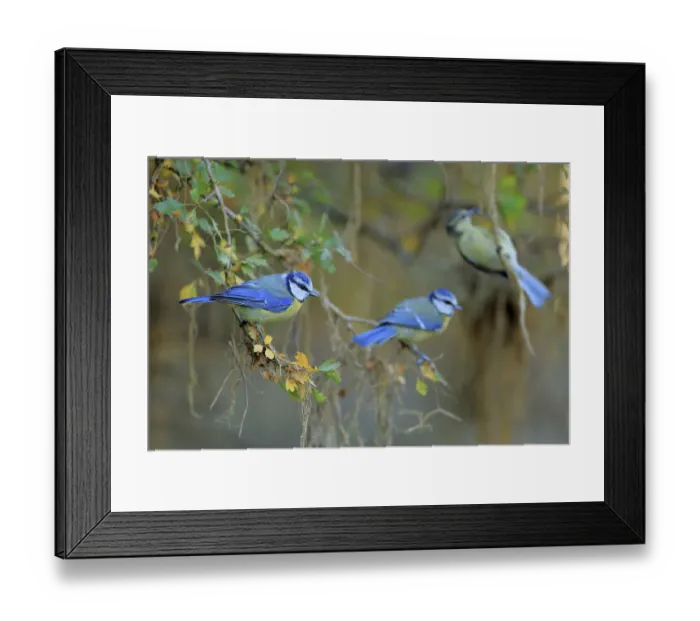 Framed Print : Blue tit (Cyanistes caeruleus) Sierra de Grazalema Natural Park. Southern Spain. July Framed Print : Blue tit (Cyanistes caeruleus) Sierra de Grazalema Natural Park. Southern Spain. July