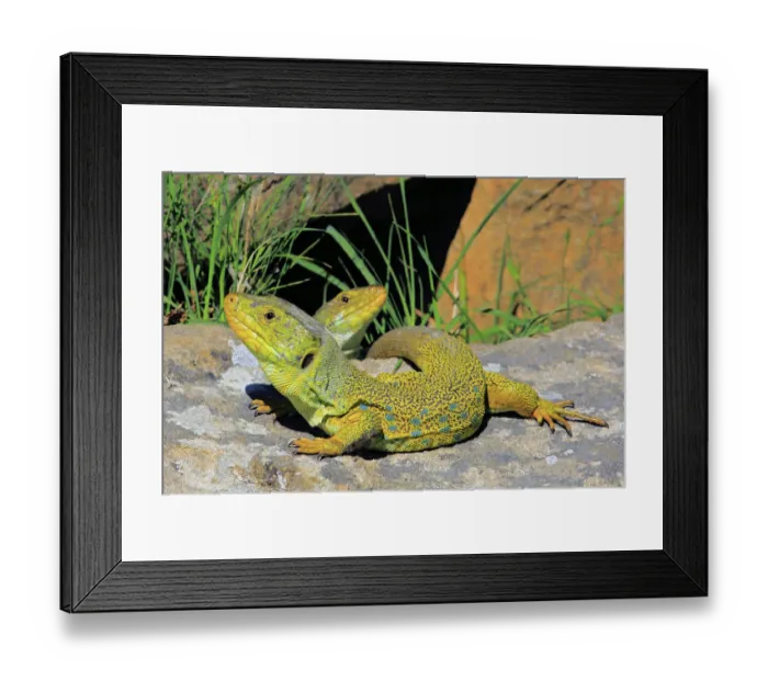 Framed Print : Ocellated or jewelled lizards (Timon lepidus) basking on rocks