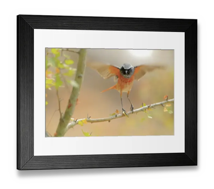Framed Print : Common redstart (Phoenicurus phoenicurus) taking off, Sierra de Grazalema Natural Park Framed Print : Common redstart (Phoenicurus phoenicurus) taking off, Sierra de Grazalema Natural Park