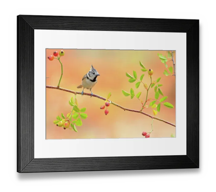 Framed Print : Crested tit (Lophophanes cristatus) Sierra de Grazalema Natural Park. Southern Spain. September Framed Print : Crested tit (Lophophanes cristatus) Sierra de Grazalema Natural Park. Southern Spain. September