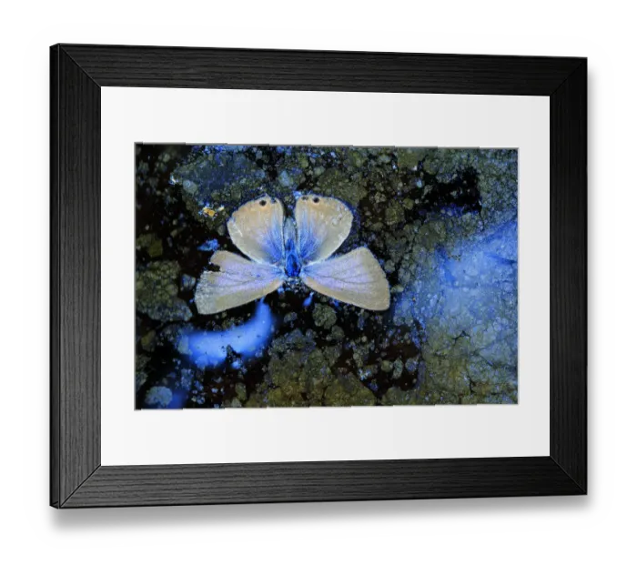 Framed Print : Dead Langs short-tailed blue butterfly (Leptotes pirithous Framed Print : Dead Langs short-tailed blue butterfly (Leptotes pirithous