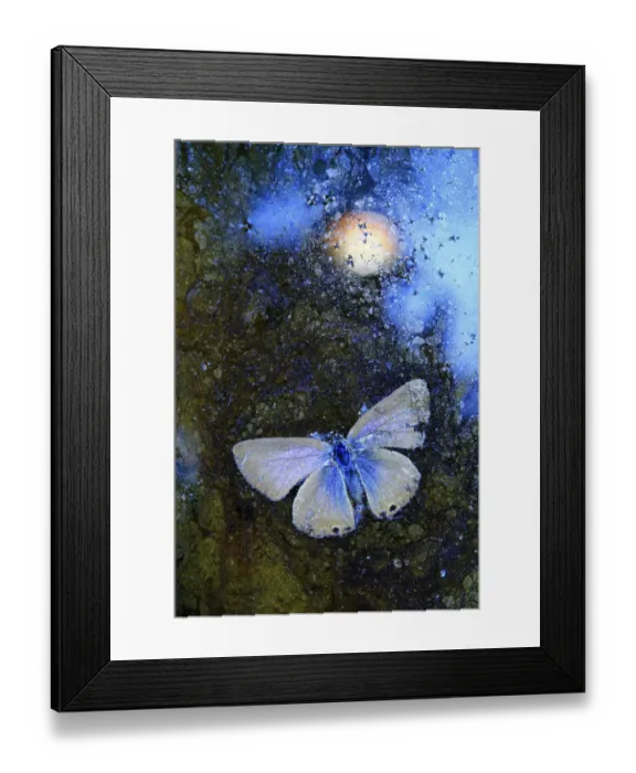 Framed Print : Dead Langs short-tailed blue butterfly (Leptotes pirithous Framed Print : Dead Langs short-tailed blue butterfly (Leptotes pirithous