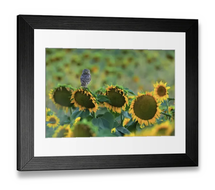 Framed Print : Little owl (Athene noctua) perched on sunflower, Cadiz, Andalusia, Spain, July Framed Print : Little owl (Athene noctua) perched on sunflower, Cadiz, Andalusia, Spain, July