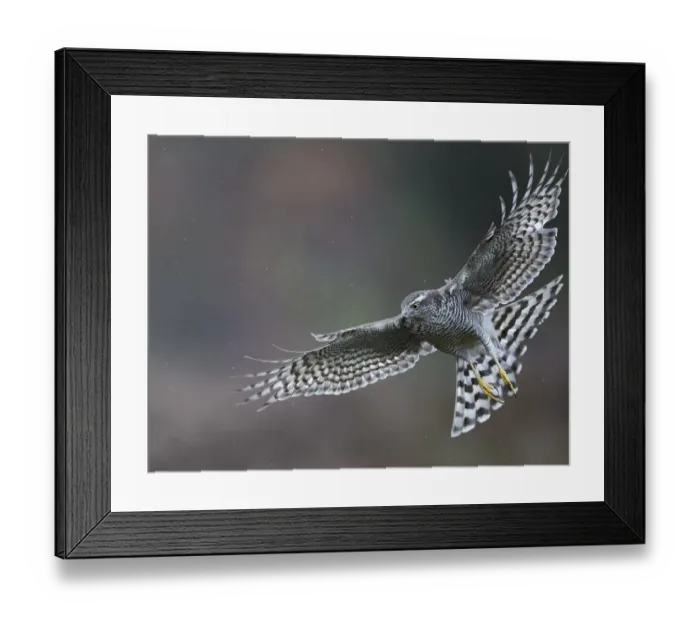 Framed Print : Sparrowhawk (Accipiter nisus) adult female, Norway, October Framed Print : Sparrowhawk (Accipiter nisus) adult female, Norway, October