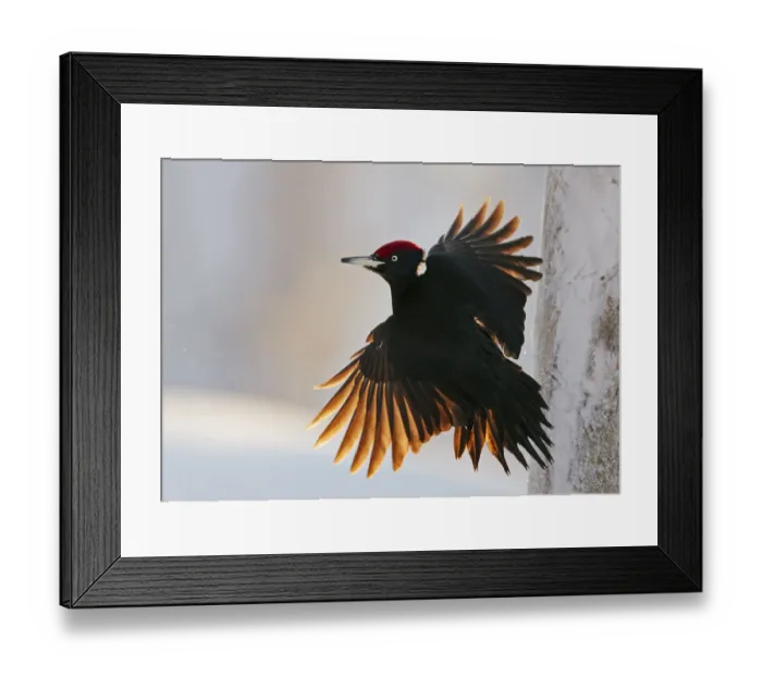 Framed Print : Black Woodpecker male (Dryocopus martius) Finland, January. One branch removed Framed Print : Black Woodpecker male (Dryocopus martius) Finland, January. One branch removed