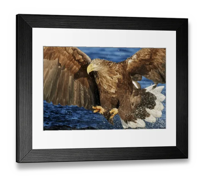 Framed Print : White-tailed Eagle (Haliaetus albicilla) Norway, November Framed Print : White-tailed Eagle (Haliaetus albicilla) Norway, November