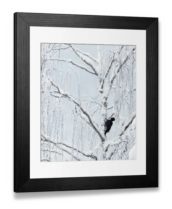 Framed Print : Black woodpecker male (Dryocopus martius) Finland, January Framed Print : Black woodpecker male (Dryocopus martius) Finland, January