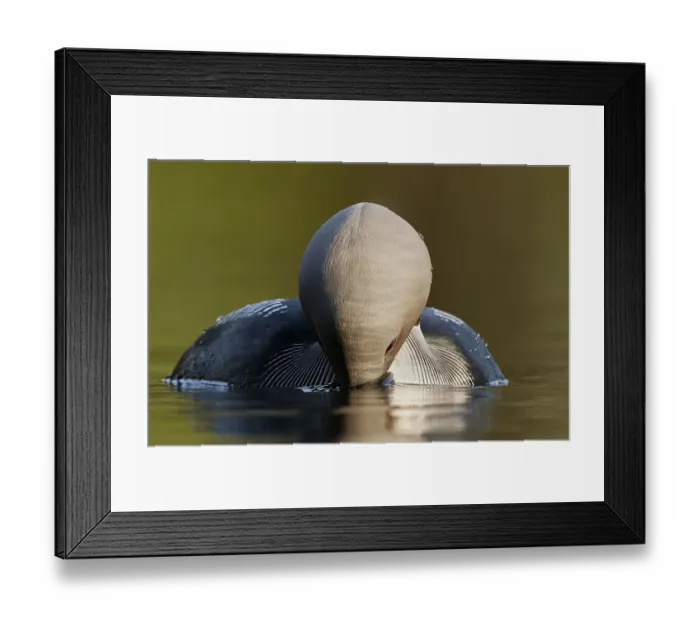 Framed Print : Black-throated Diver (Gavia arctica) Vaala Finland, June Framed Print : Black-throated Diver (Gavia arctica) Vaala Finland, June