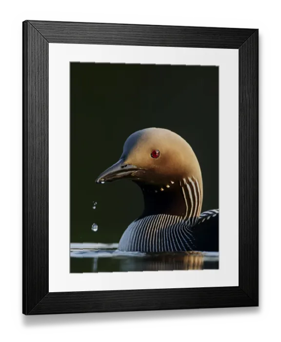 Framed Print : Black-throated Diver (Gavia arctica) Vaala Finland, June Framed Print : Black-throated Diver (Gavia arctica) Vaala Finland, June