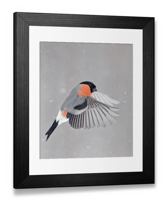 Framed Print : Bullfinch (Pyrrhula pyrrhula) in flight, Kuusamo, Finland, March Framed Print : Bullfinch (Pyrrhula pyrrhula) in flight, Kuusamo, Finland, March