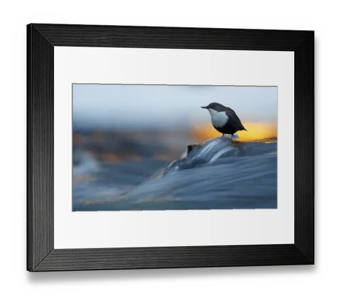 Framed Print : Dipper (Cinclus cinclus), Kuusamo, Finland, December Framed Print : Dipper (Cinclus cinclus), Kuusamo, Finland, December