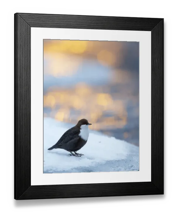 Framed Print : Dipper (Cinclus cinclus) perched on snowy riverbank with sunrise light, Kuusamo, Finland Framed Print : Dipper (Cinclus cinclus) perched on snowy riverbank with sunrise light, Kuusamo, Finland
