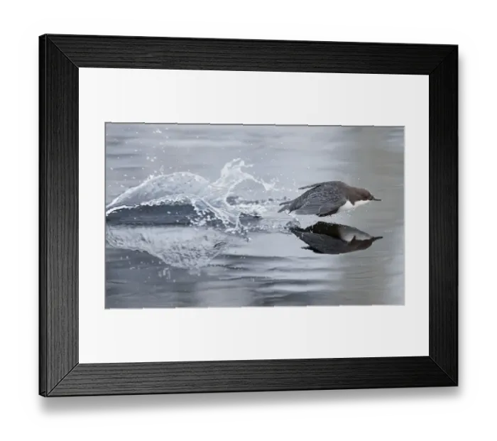 Framed Print : Dipper (Cinclus cinclus) taking off from water, Kuusamo, Finland, February Framed Print : Dipper (Cinclus cinclus) taking off from water, Kuusamo, Finland, February