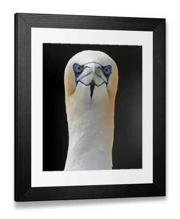 Framed Print : Gannet (Morus bassanus) Shetland, England, UK. July