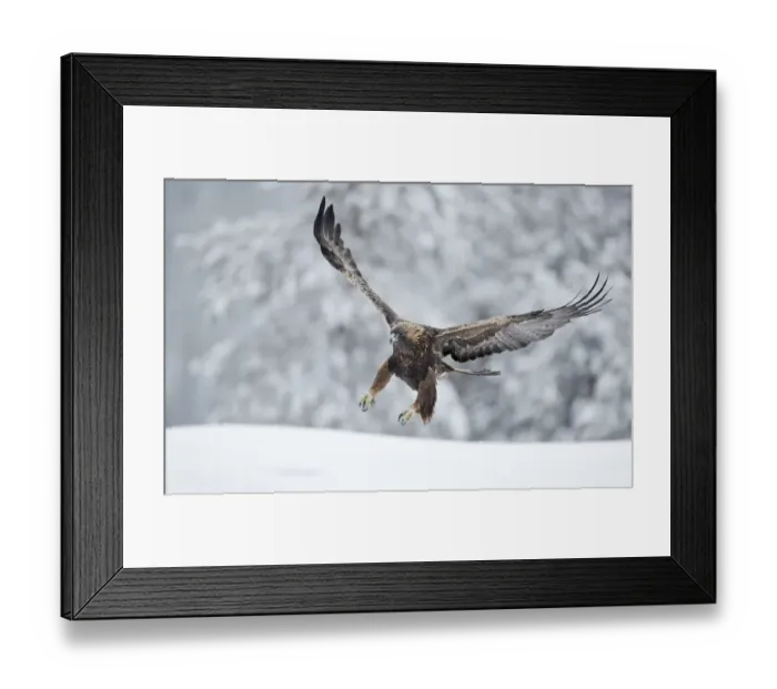 Framed Print : Golden eagle (Aquila chrysaetus) landing in snow, Kuusamo, Finland, December Framed Print : Golden eagle (Aquila chrysaetus) landing in snow, Kuusamo, Finland, December
