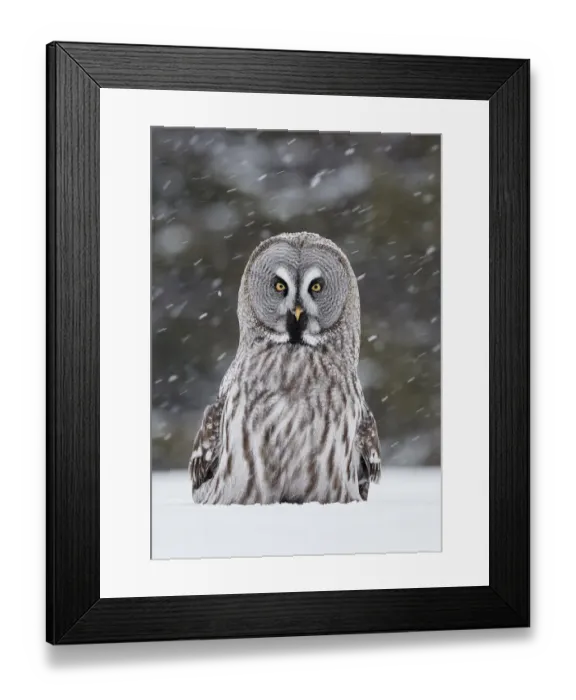Framed Print : Great Grey Owl (Strix nebulosa) Kuhmo Finland, March Framed Print : Great Grey Owl (Strix nebulosa) Kuhmo Finland, March