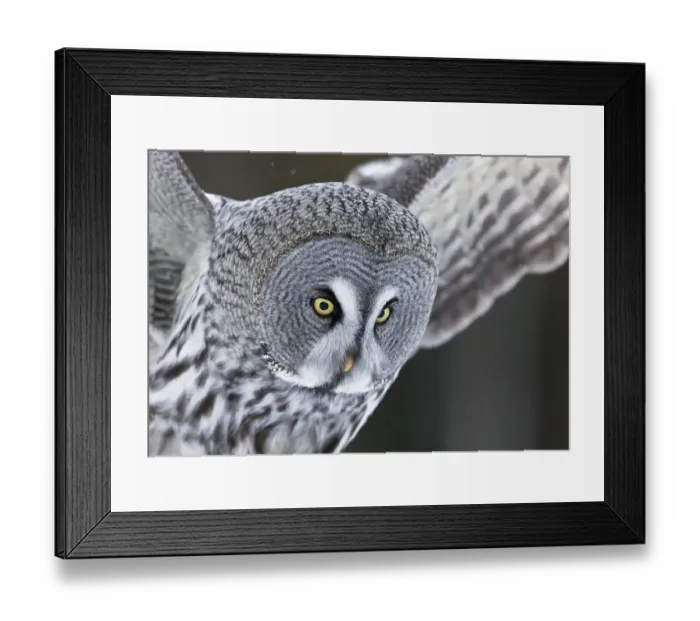 Framed Print : Great grey owl (Strix nebulosa) Kuhmo, Finland, March Framed Print : Great grey owl (Strix nebulosa) Kuhmo, Finland, March