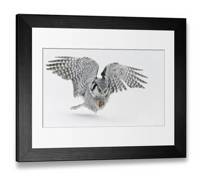 Framed Print : Hawk Owl (Surnia ulula) hunting, Kuhmo, Finland, March Framed Print : Hawk Owl (Surnia ulula) hunting, Kuhmo, Finland, March