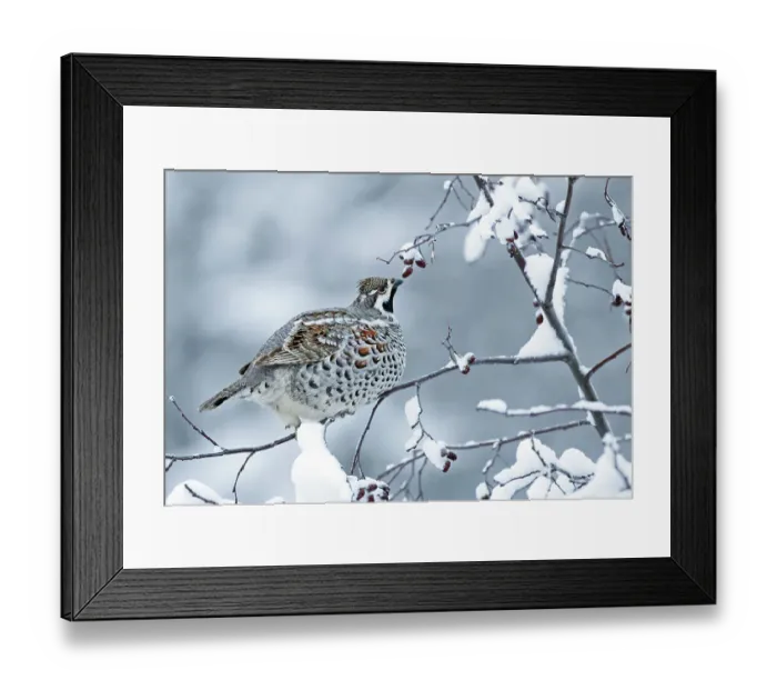 Framed Print : Hazel Grouse (Tetrastes bonasia), Kuusamo, Finland, December Framed Print : Hazel Grouse (Tetrastes bonasia), Kuusamo, Finland, December