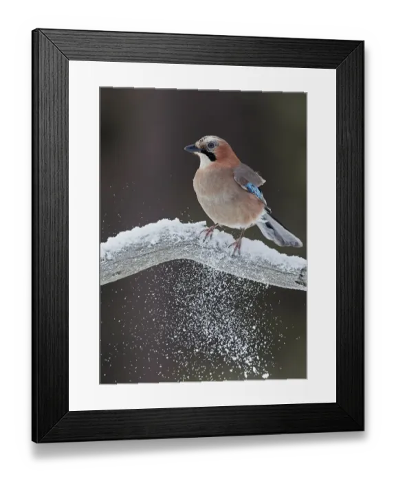 Framed Print : Jay (Garrulus glandarius) perched on snowy branch, Liminka Finland, February Framed Print : Jay (Garrulus glandarius) perched on snowy branch, Liminka Finland, February