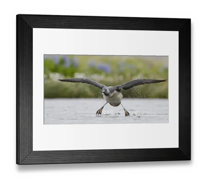 Framed Print : Red-throated Diver (Gavia stellata) taking off with fish prey, Iceland, June Framed Print : Red-throated Diver (Gavia stellata) taking off with fish prey, Iceland, June