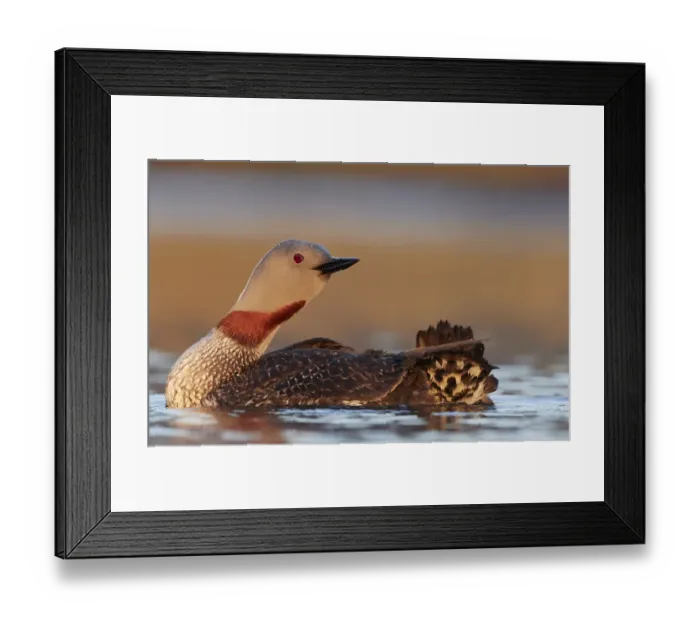 Framed Print : Red-throated Diver (Gavia stellata) Iceland, June Framed Print : Red-throated Diver (Gavia stellata) Iceland, June
