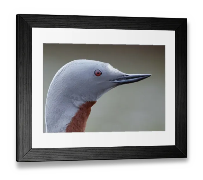 Framed Print : Red-throated Diver (Gavia stellata) portrait, Iceland, June Framed Print : Red-throated Diver (Gavia stellata) portrait, Iceland, June