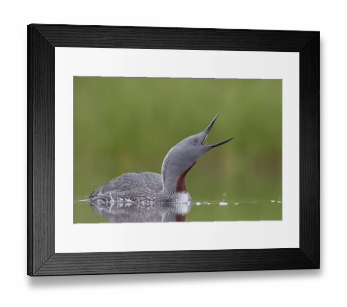Framed Print : Red-throated Diver (Gavia stellata) calling, Iceland, June Framed Print : Red-throated Diver (Gavia stellata) calling, Iceland, June