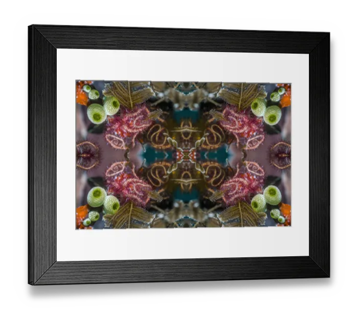 Framed Print : Kaleidoscopic image of brittlestars. Indonesia Framed Print : Kaleidoscopic image of brittlestars. Indonesia