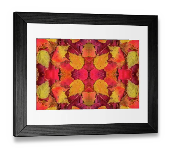 Framed Print : Kaleidoscopic image of autumn leaves. UK Framed Print : Kaleidoscopic image of autumn leaves. UK