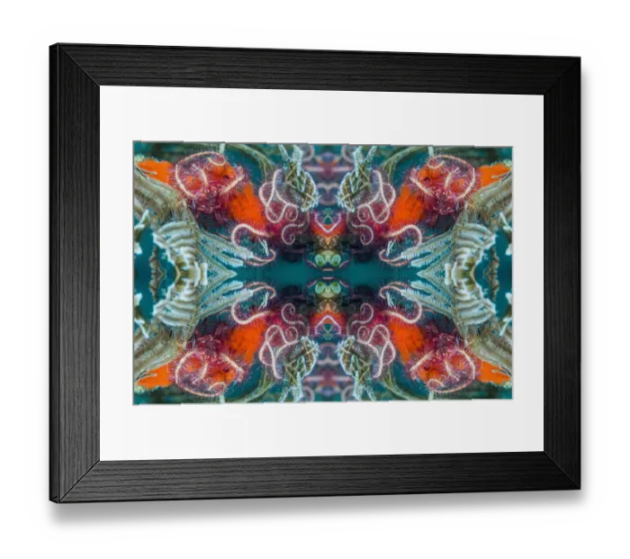 Framed Print : Kaleidoscopic image of Brittlestars. Indonesia Framed Print : Kaleidoscopic image of Brittlestars. Indonesia