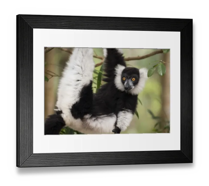 Framed Print : Black and white ruffed lemur (Varecia variegata) Palmarium Reserve