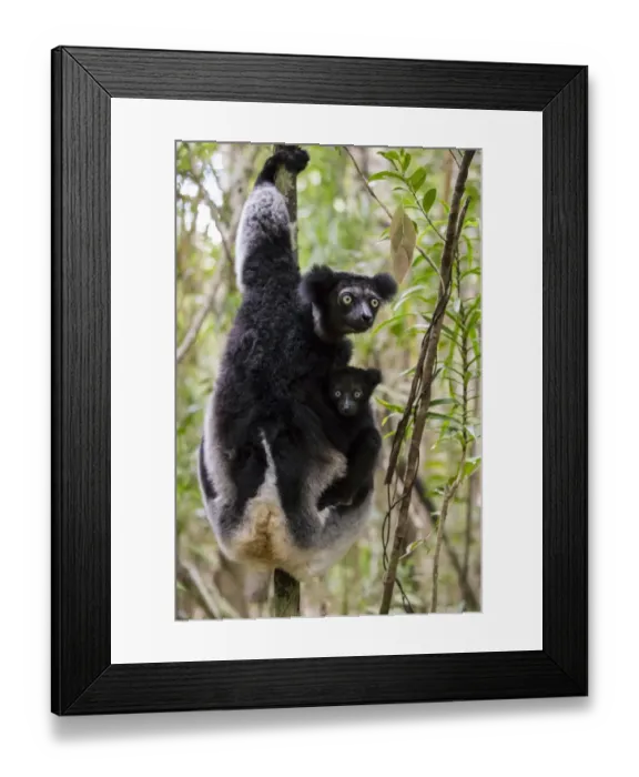 Framed Print : Indri (Indri indri) with young, Palmarium Resrve Ankanin ny Nofy, Littoral rainforest Framed Print : Indri (Indri indri) with young, Palmarium Resrve Ankanin ny Nofy, Littoral rainforest