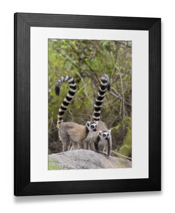 Framed Print : Ring tailed lemur (Lemur catta) pair on rocky outcrop, Anja Community Reserve, Ambalavao Framed Print : Ring tailed lemur (Lemur catta) pair on rocky outcrop, Anja Community Reserve, Ambalavao