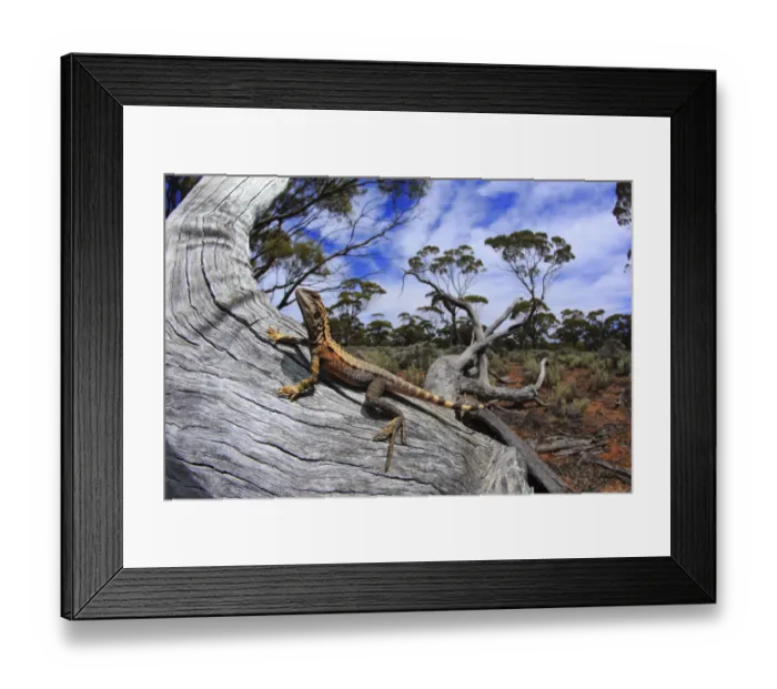 Framed Print : Crested dragon (Ctenophorus cristatus) male basking on a fallen log in chenopod shrubland Framed Print : Crested dragon (Ctenophorus cristatus) male basking on a fallen log in chenopod shrubland